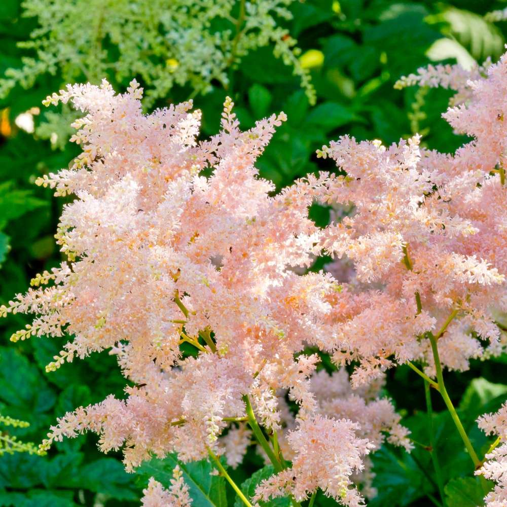 Astilbe 'Peach Blossom'